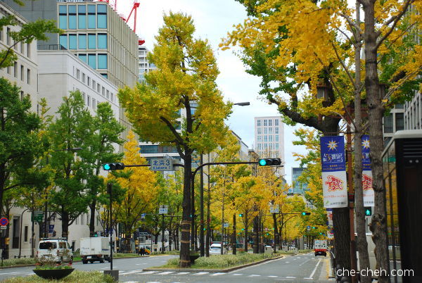 Golden Fall Ginkgo Trees @ Midosuji Avenue, Osaka